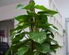 房子施工知识：什么植物吸甲醛 吸附甲醛最好的植物推荐