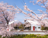房产信息：Bandesign用镜子覆盖日本咖啡馆​​以反射一排樱桃树