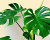 房子施工知识：除甲醛植物有哪些   六种除甲醛最有效的植物推荐
