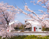 Bandesign用镜子遮住一家日本咖啡馆 以反射一排樱桃树