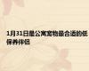 1月31日是公寓宠物最合适的低保养伴侣