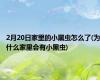 2月20日家里的小黑虫怎么了(为什么家里会有小黑虫)