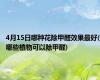 4月15日哪种花除甲醛效果最好(哪些植物可以除甲醛)