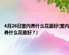 4月26日室内养什么花最好(室内养什么花最好？)