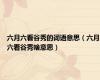 六月六看谷秀的词语意思（六月六看谷秀啥意思）