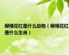 柳绿花红是什么动物（柳绿花红是什么生肖）