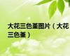 大花三色堇图片（大花三色堇）