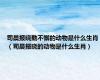 司晨报晓勤不懈的动物是什么生肖（司晨报晓的动物是什么生肖）