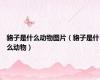 貉子是什么动物图片（貉子是什么动物）