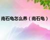 南石龟怎么养（南石龟）