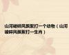 山河破碎风飘絮打一个动物（山河破碎风飘絮打一生肖）