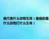 偷代表什么动物生肖（偷偷的是什么动物打什么生肖）