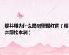 樱井翔为什么是岚里最红的（樱井翔松本润）
