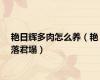 艳日辉多肉怎么养（艳落君塌）
