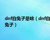 dnf白兔子是啥（dnf白兔子）