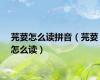 芫荽怎么读拼音（芫荽怎么读）