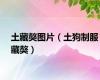 土藏獒图片（土狗制服藏獒）