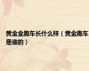 黄金金跑车长什么样（黄金跑车是谁的）