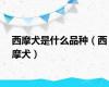西摩犬是什么品种（西摩犬）