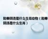 阳奉阴违是什么生肖动物（阳奉阴违是什么生肖）
