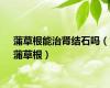 蒲草根能治肾结石吗（蒲草根）