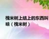 槐米树上结上的东西叫啥（槐米树）