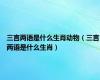 三言两语是什么生肖动物（三言两语是什么生肖）