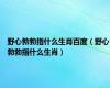 野心勃勃指什么生肖百度（野心勃勃指什么生肖）