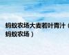 蚂蚁农场大麦若叶青汁（蚂蚁农场）
