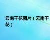 云南干花图片（云南干花）