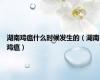 湖南鸡瘟什么时候发生的（湖南鸡瘟）