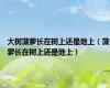 大树菠萝长在树上还是地上（菠萝长在树上还是地上）