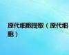 原代细胞提取（原代细胞）