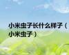 小米虫子长什么样子（小米虫子）