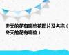 冬天的花有哪些花图片及名称（冬天的花有哪些）