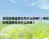 闲花野草逢春生为什么恐怖?（闲花野草逢春生为什么恐怖）