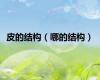 皮的结构（哪的结构）
