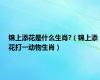 锦上添花是什么生肖?（锦上添花打一动物生肖）
