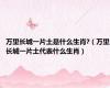 万里长城一片土是什么生肖?（万里长城一片土代表什么生肖）