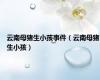 云南母猪生小孩事件（云南母猪生小孩）