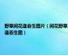 野草闲花逢春生图片（闲花野草逢春生图）