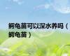 鳄龟苗可以深水养吗（鳄龟苗）