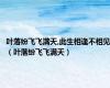 叶落纷飞飞满天,此生相逢不相见（叶落纷飞飞满天）