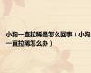 小狗一直拉稀是怎么回事（小狗一直拉稀怎么办）