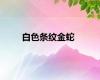 白色条纹金蛇