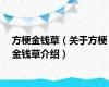 方梗金钱草（关于方梗金钱草介绍）