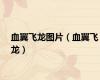 血翼飞龙图片（血翼飞龙）