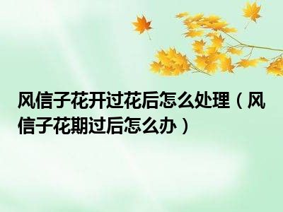 风信子花开过花后怎么处理（风信子花期过后怎么办）