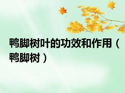 鸭脚树叶的功效和作用（鸭脚树）