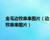 金毛边牧串串图片（边牧串串图片）